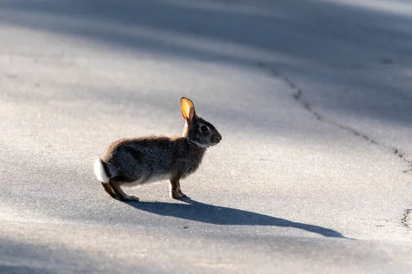 Conejo Pantano Adolescente Sylvilagus Palustris Con Una Sombra Proyectada Sobre — Foto de Stock