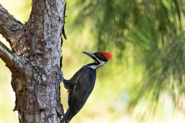 Птица Дятла Dryocopus Pileatus Дубе Неаполя Флорида — стоковое фото