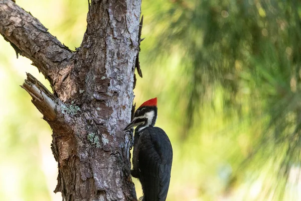 Pic Pilé Dryocopus Pileatus Dans Chêne Naples Floride — Photo