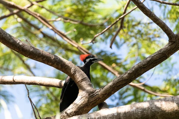 フロリダ州ナポリのオークの木の中にある木製の鳥Dryocopusのピラティス — ストック写真