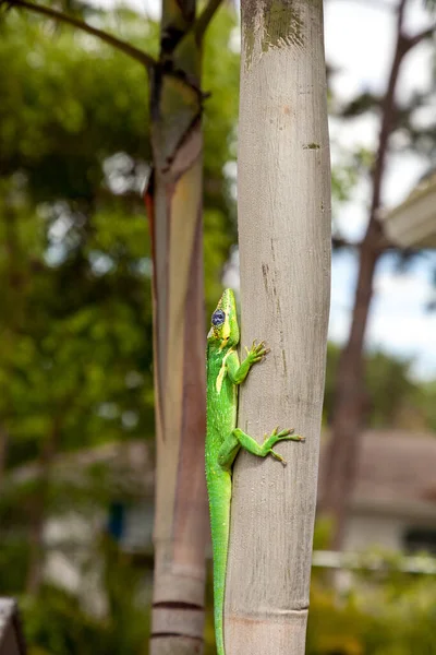 Cavaleiro Anole Anolis Equestris Lagarto Poleiros Uma Árvore Nápoles Florida — Fotografia de Stock