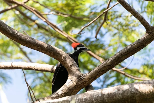 Spechtvogel Dryocopus Pileatus Einer Eiche Naples Florida — Stockfoto