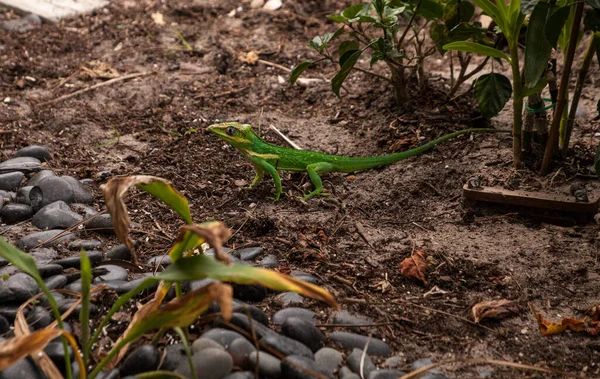 Auf Dem Boden Kriechend Eine Ritter Anole Anolis Eidechse Frühling — Stockfoto