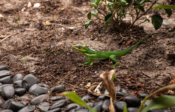 Cavaliere Anole Anolis Equestris Lucertola Appollaiati Albero Napoli Florida Giardino — Foto Stock