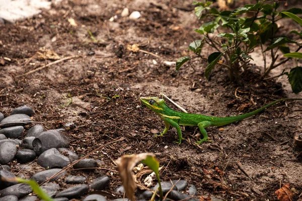 Knight Anole Anolis Equestris Lagarto Posa Árbol Jardín Nápoles Florida — Foto de Stock