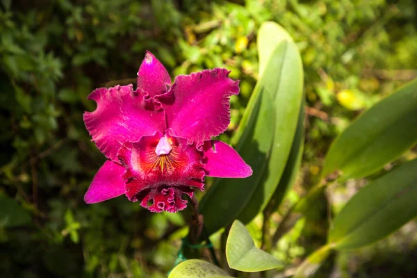 Flor Orquídea Roja Púrpura Cattleya Florece Jardín Naples Florida — Foto de Stock