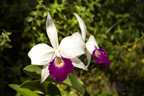 White Purple Red Cattleya Orchid Flower Blooms Garden Naples Florida — Stock Photo, Image