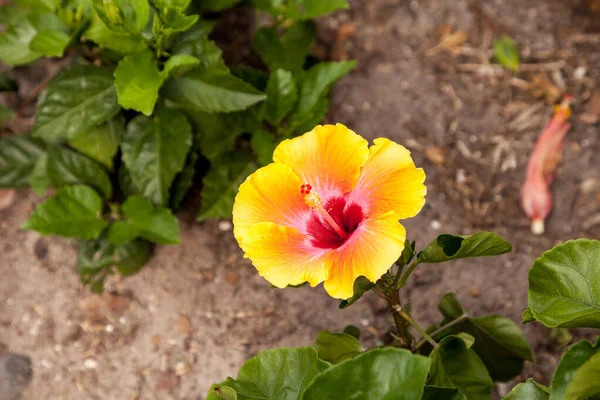 Ananas Gele Hibiscus Bloem Bloeit Een Tuin Napels Florida — Stockfoto