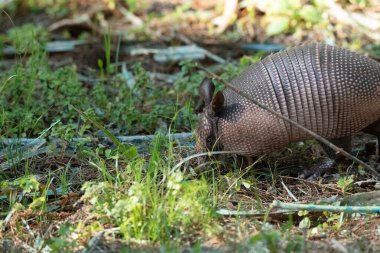 Foraging nine-banded armadillo Dasypus novemcinctus in the woods of Naples, Florida