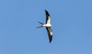Swallow tailed kite Elanoides forficatus bird against a blue sky in Naples, Florida in Spring.