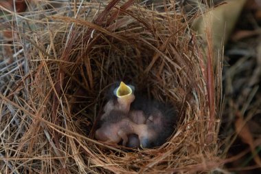 Hatchling bright bluebird Sialia sialis in a nest in a tree in Naples, Florida