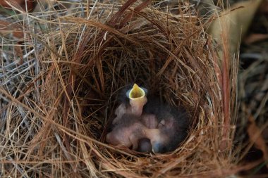 Hatchling bright bluebird Sialia sialis in a nest in a tree in Naples, Florida