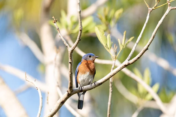 Male Bright Bluebird Sialia Sialis Perches Tree Naples Florida — Photo