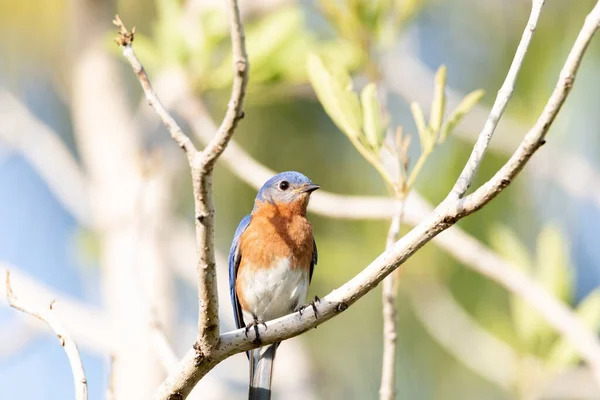 Male Bright Bluebird Sialia Sialis Perches Tree Naples Florida — Φωτογραφία Αρχείου