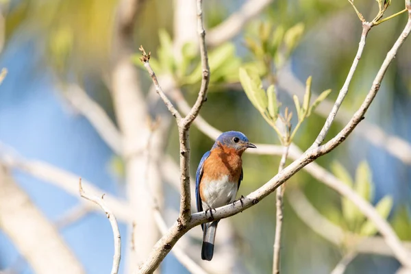 Male Bright Bluebird Sialia Sialis Perches Tree Naples Florida — Photo