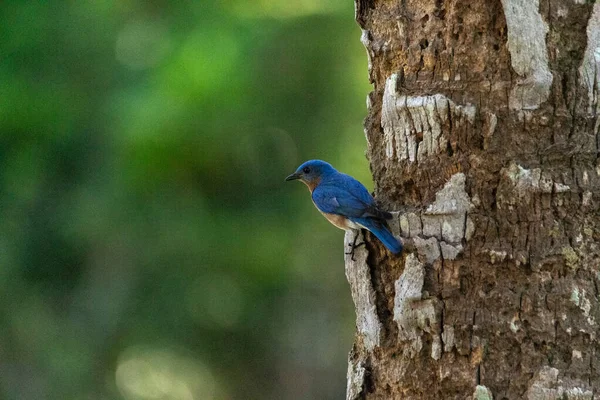 Male Bright Bluebird Sialia Sialis Perches Tree Naples Florida — Photo