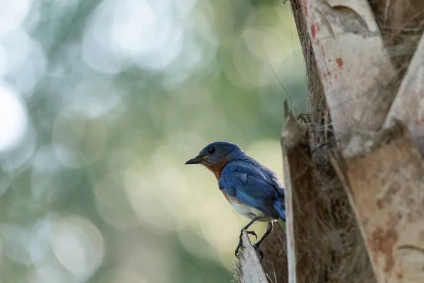 Male Bright Bluebird Sialia Sialis Perches Tree Naples Florida — Photo