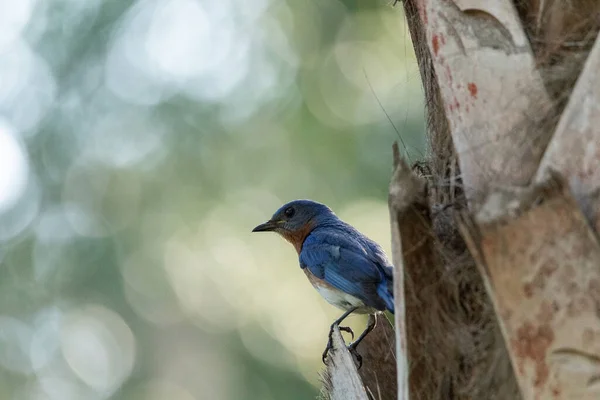 Male Bright Bluebird Sialia Sialis Perches Tree Naples Florida — 스톡 사진