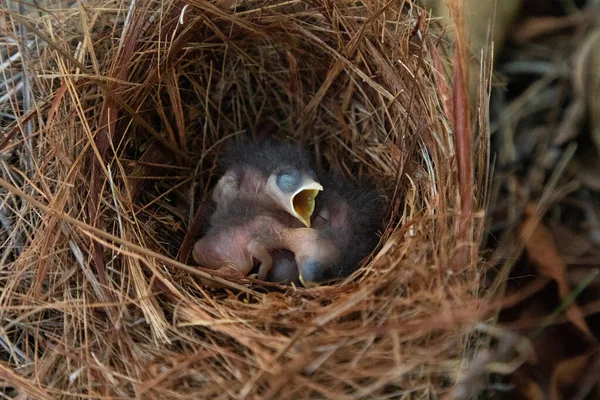 Hatchling bright bluebird Sialia sialis in a nest in a tree in Naples, Florida