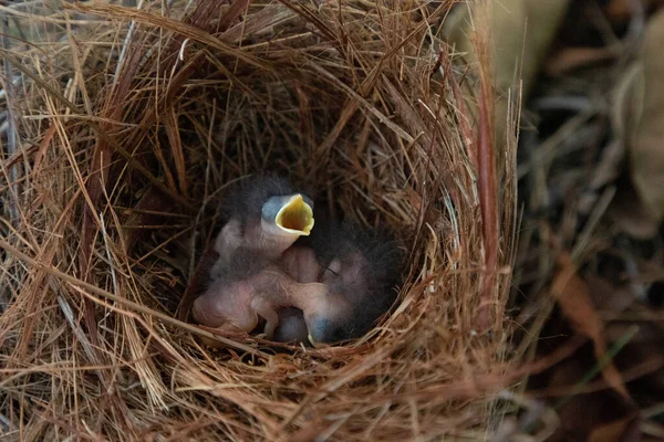 Hatchling Bright Bluebird Sialia Sialis Nest Tree Naples Florida — Stock Photo, Image