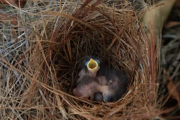 Hatchling bright bluebird Sialia sialis in a nest in a tree in Naples, Florida