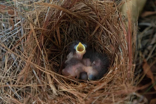 Hatchling bright bluebird Sialia sialis in a nest in a tree in Naples, Florida