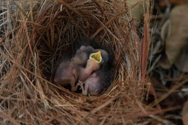 Hatchling bright bluebird Sialia sialis in a nest in a tree in Naples, Florida