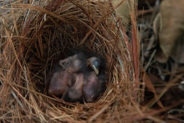 Hatchling bright bluebird Sialia sialis in a nest in a tree in Naples, Florida