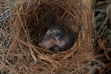 Hatchling bright bluebird Sialia sialis in a nest in a tree in Naples, Florida