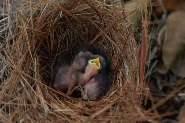 Hatchling bright bluebird Sialia sialis in a nest in a tree in Naples, Florida