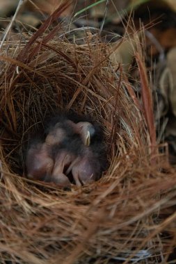 Hatchling bright bluebird Sialia sialis in a nest in a tree in Naples, Florida