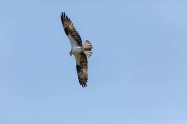 Flying osprey Pandion haliaetus bird with wings spread and talons out against a blue sky with a male red winged blackbird Agelaius phoeniceus in pursuit in Naples, Florida