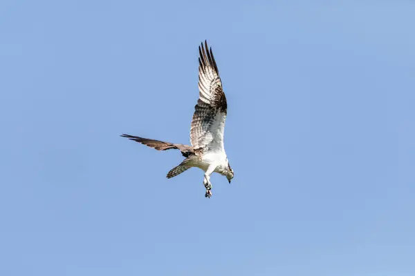 Diving Osprey Pandion Haliaetus Bird Wings Spread Talons Out Blue — 스톡 사진