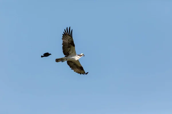 Flying Osprey Pandion Haliaetus Bird Wings Spread Talons Out Blue — 스톡 사진