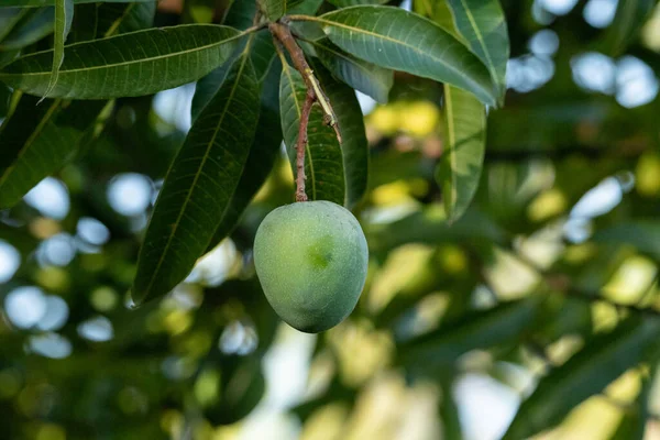 Fresh mango fruit Mangifera indica hangs from a tree in tropical Naples, Florida