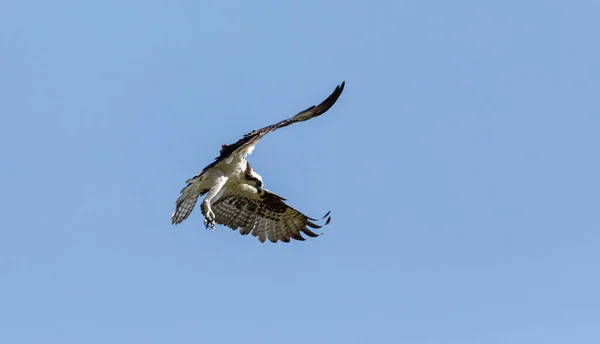 Flying Osprey Pandion Haliaetus Bird Wings Spread Talons Out Blue — Stockfoto