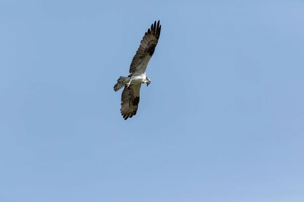 Flying Osprey Pandion Haliaetus Bird Wings Spread Talons Out Blue — Stock Photo, Image