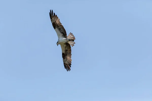 Flying Osprey Pandion Haliaetus Bird Wings Spread Talons Out Blue — Fotografia de Stock