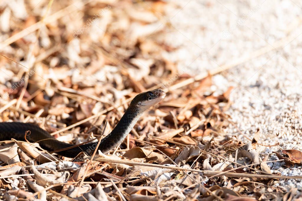 Southern black racer snake Coluber constrictor priapus slithers along the ground in Naples, Florida