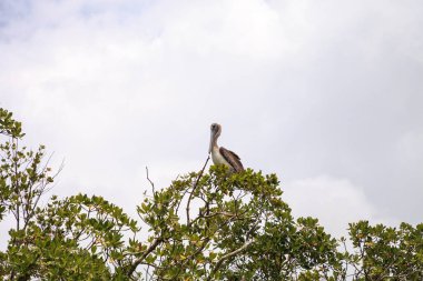 Napoli, Florida 'daki İstiridye Geçidi' ndeki ağaçlarda bir kanonun önünde pelikan Pelecanus Occidentalis filosu