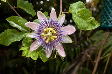 Çiğ mor tutku çiçeği. Florida, Napoli 'deki tropikal bir bahçede asmanın üzerinde vücut bulan Passiflora.