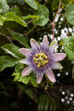 Çiğ mor tutku çiçeği. Florida, Napoli 'deki tropikal bir bahçede asmanın üzerinde vücut bulan Passiflora.