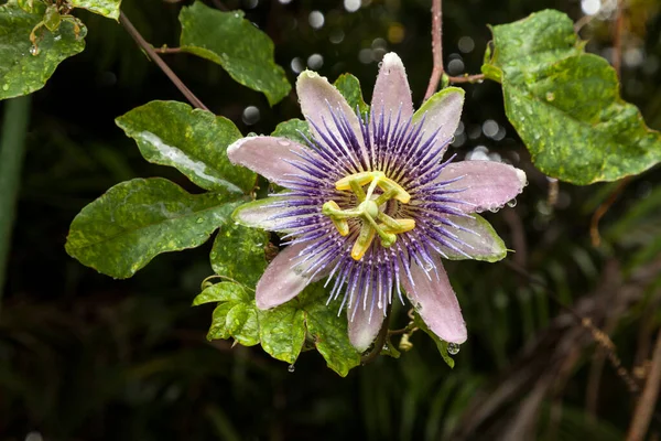 Pasiflora Púrpura Rocío Passiflora Encarnada Una Vid Jardín Tropical Nápoles — Foto de Stock