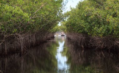 Bataklık botu Everglade City, Florida 'daki bataklıkta mangrov patikalarından hızla geçiyor..