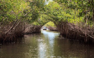 Bataklık botu Everglade City, Florida 'daki bataklıkta mangrov patikalarından hızla geçiyor..
