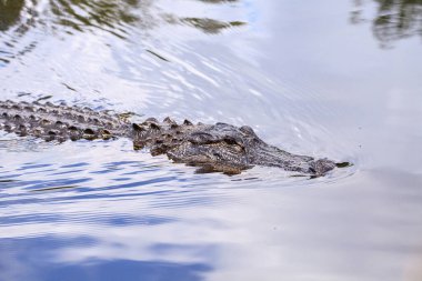 Amerikan timsah timsah misillemesi Florida Everglades 'te bir bataklığa battı..
