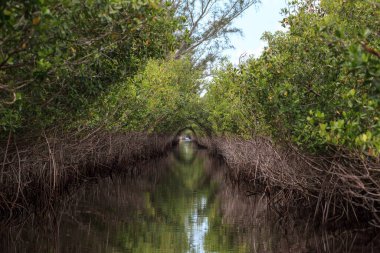 Everglade City, Florida 'daki bataklıktaki mangrov ağaçlarının arasından geçen nehir yolu..