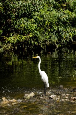 Büyük beyaz balıkçıl kuşu Ardea alba Napoli, Florida 'da bir derede balık avlarken dimdik ayakta duruyor..