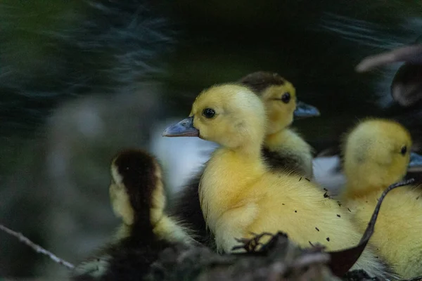 Små Baby Chick Muscovy Ankor Kairina Moschata Huddle Nära Sin — Stockfoto