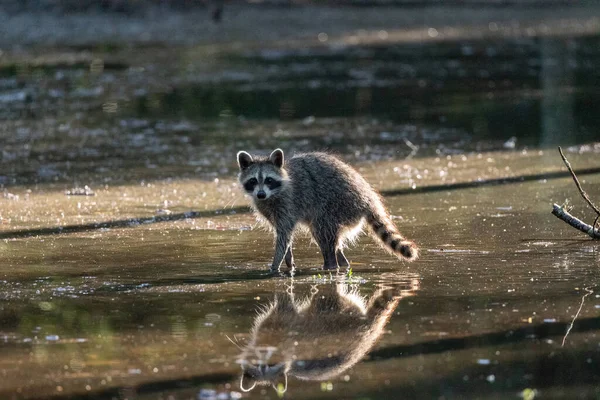Cute young raccoon Procyon lotor with face reflected in swamp water in Naples, Florida